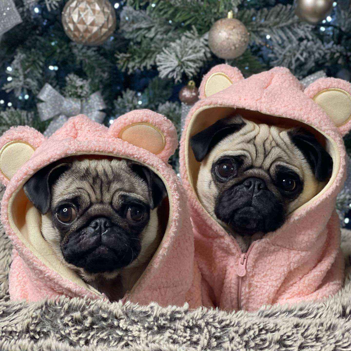 Felpa per Cani in Pile