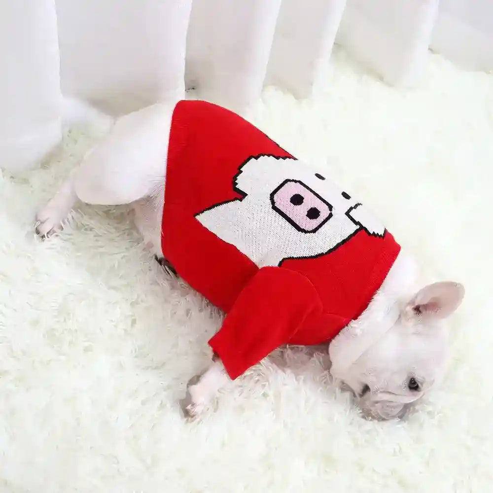 White French Bulldog wearing red sweater with pig face design lying on fluffy white carpet