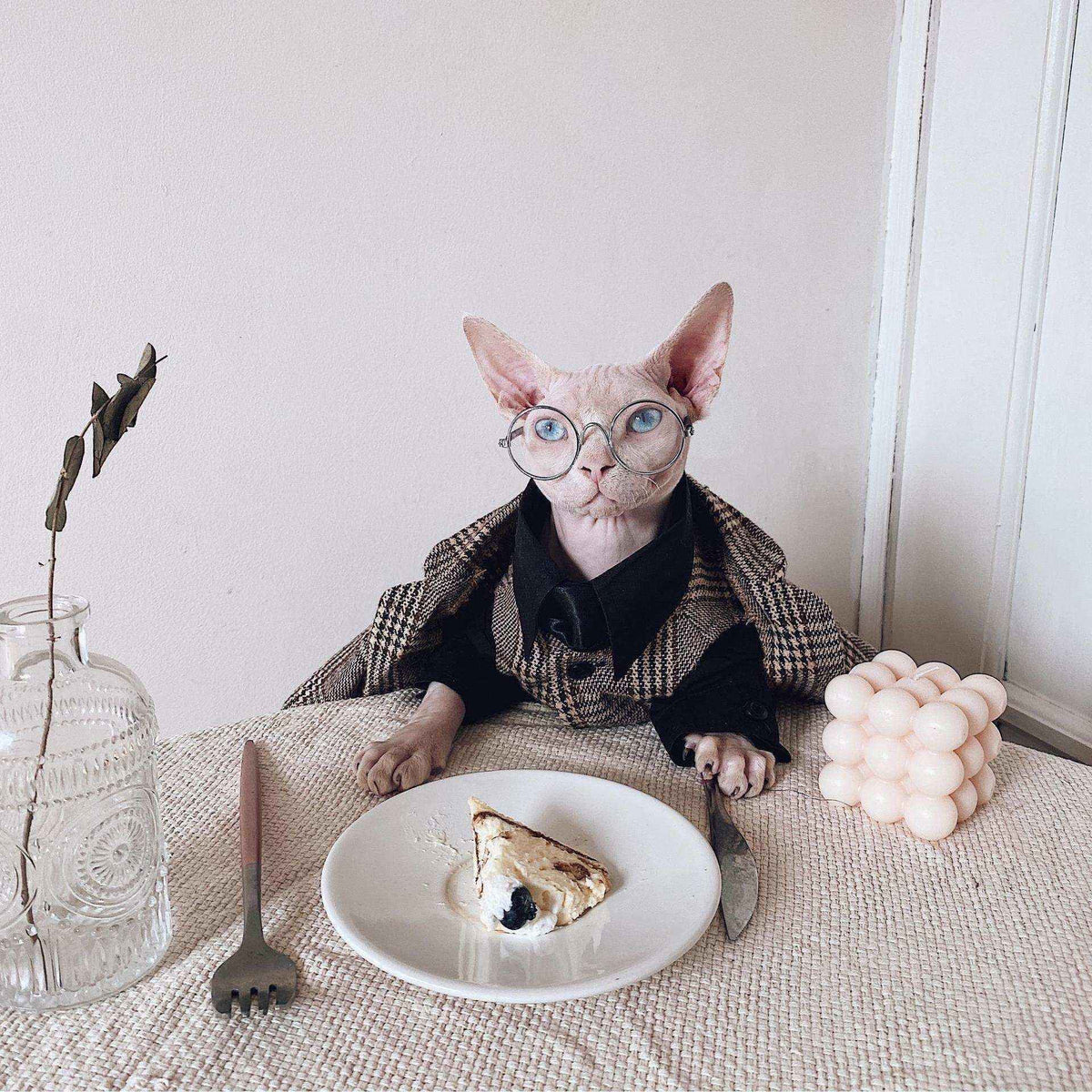Vestito Elegante per Gatti Sphynx | Completo Giacca e Cravatta | Dogmoda