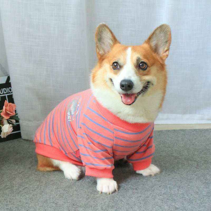 Happy corgi dog wearing pink and blue striped sweater sitting on gray carpet indoors