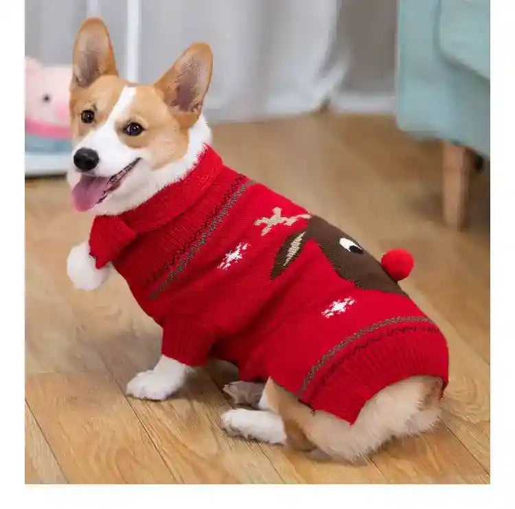 Happy corgi dog wearing red reindeer Christmas sweater sitting on wooden floor indoors