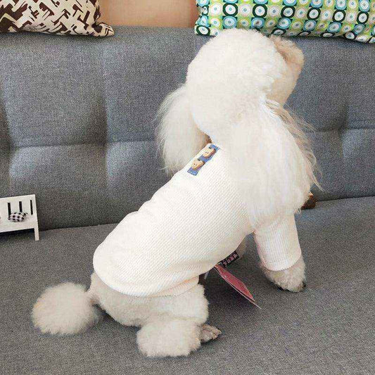 Small white poodle wearing a cozy white sweater with bear patches sitting on a gray couch