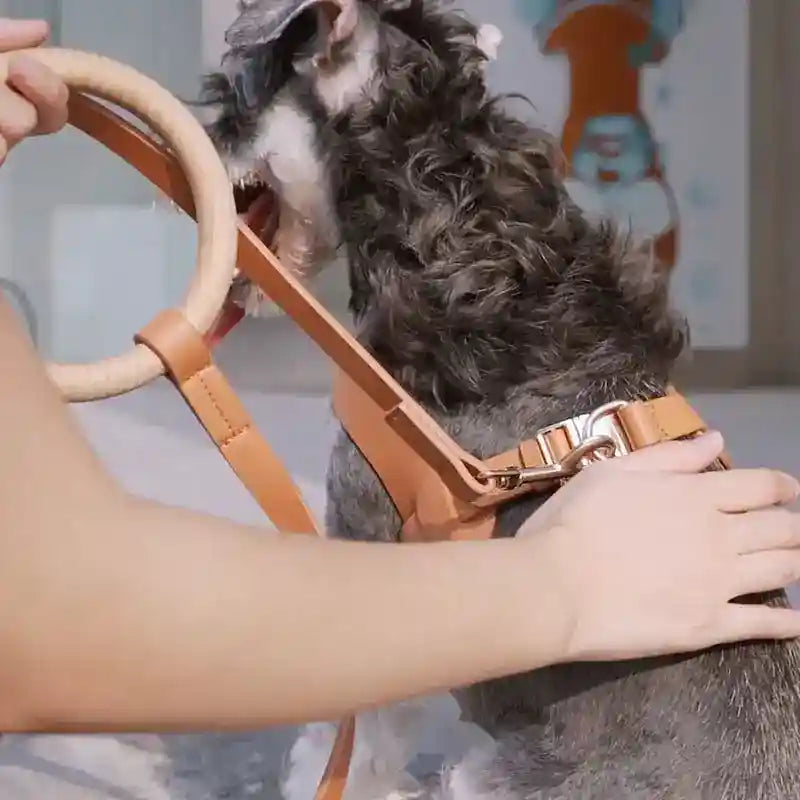 Set guinzaglio e collare per cani in super-fibra "Outlaw" - Arkika Lusso by Dog Moda
