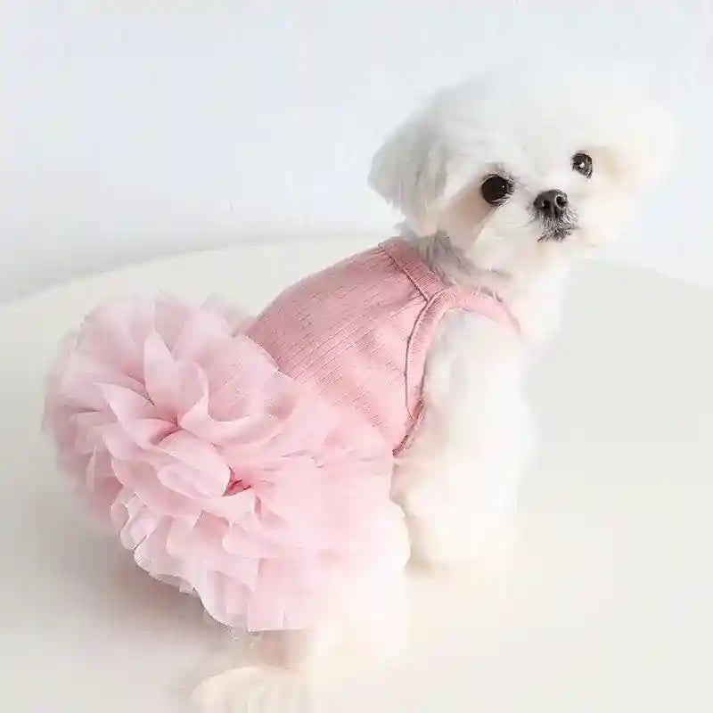 Small white dog wearing a pink ruffled dress sitting on a white surface