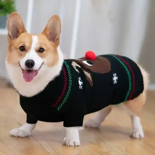 Happy Corgi dog wearing a black Christmas sweater with reindeer and snowflake design indoors