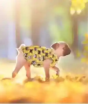 Maglietta per Bulldog francese "Dunking Puppy" by Dog Moda
