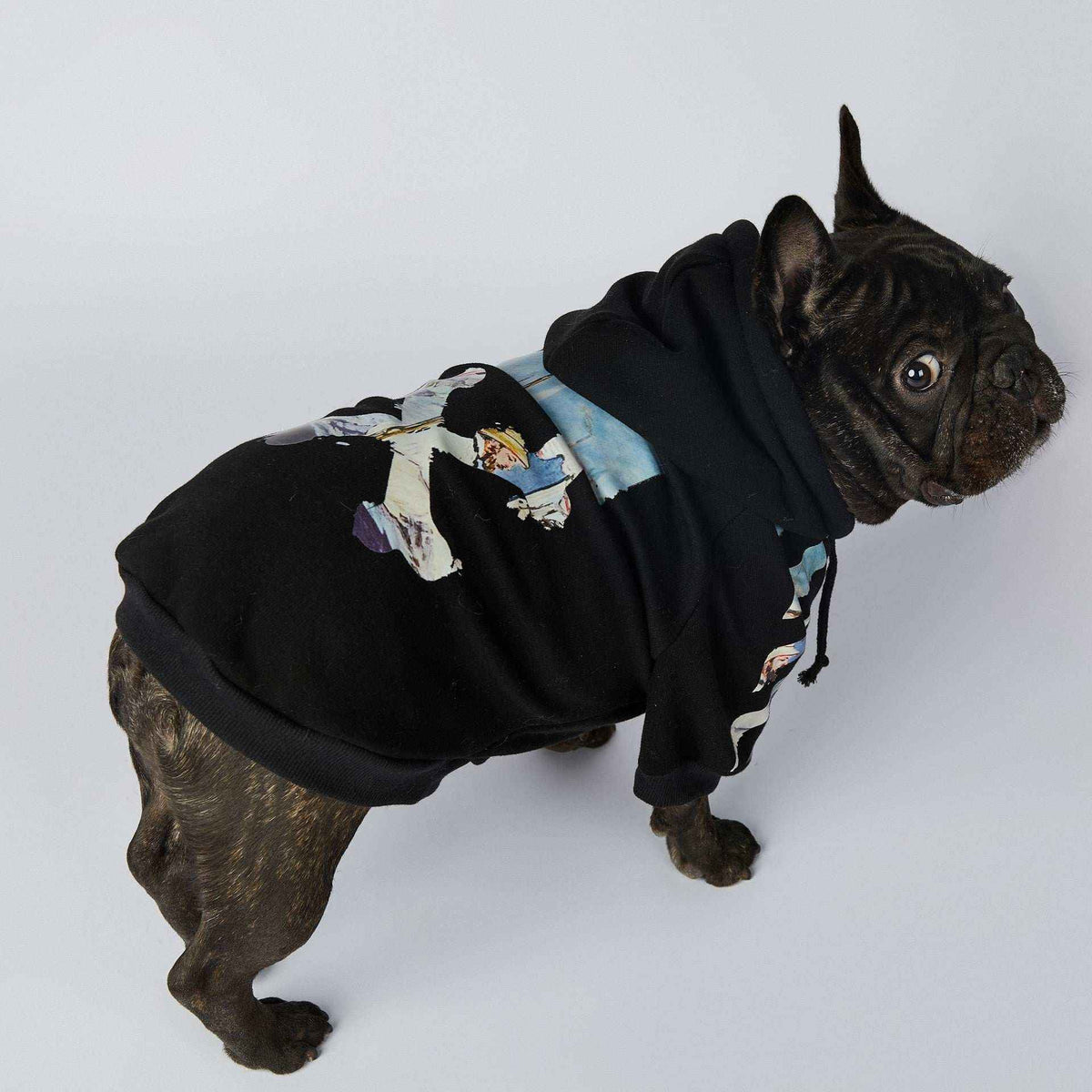 Brindle French bulldog wearing black hoodie with graphic print against white background