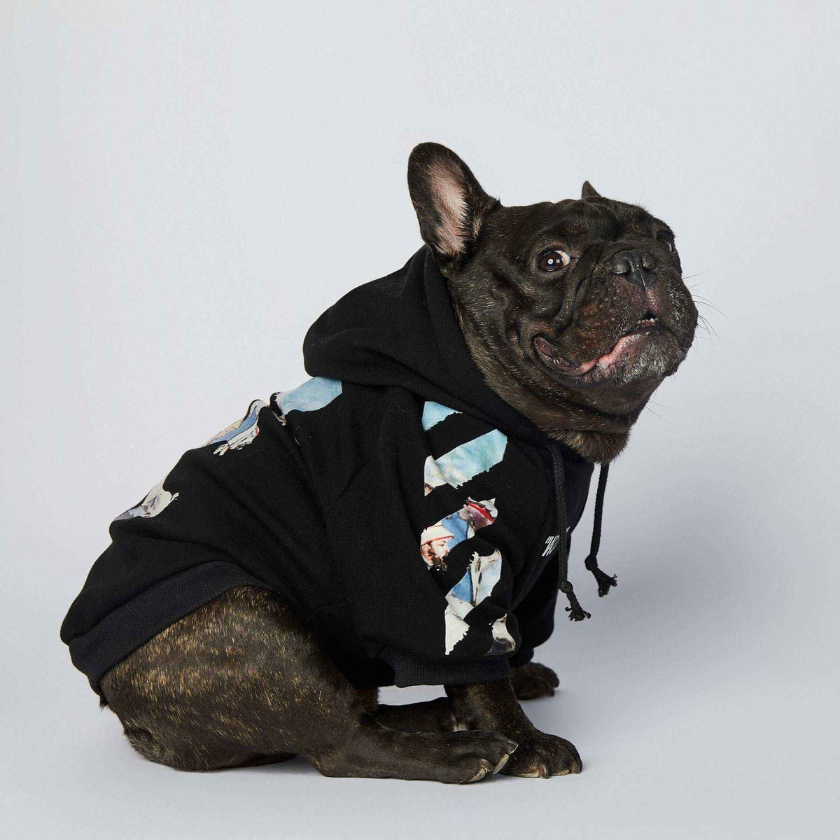 Brindle French Bulldog wearing black hoodie with graphic print on white background