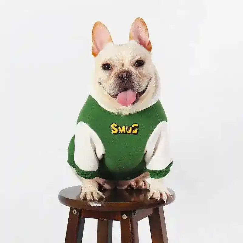 Smiling French Bulldog wearing green and white sweater with 'SMUG' text sitting on wooden stool