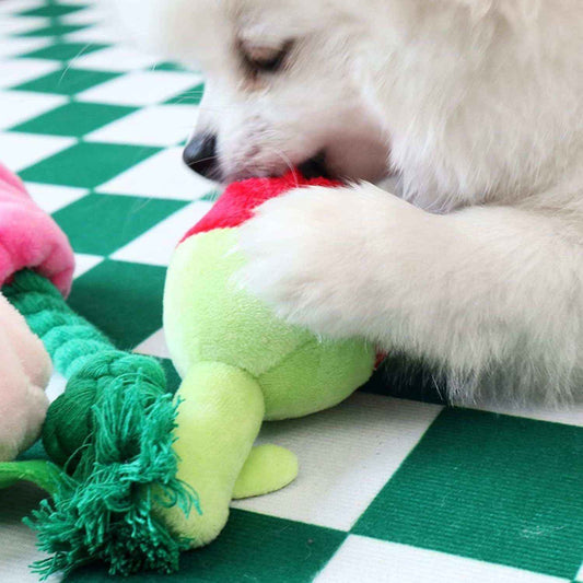 White fluffy dog playing with a colorful plush flower dog toy with green rope on green and white checkered floor
