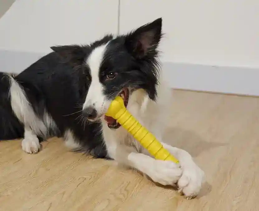 Gioco masticabile per cani osso in gomma super resistente - Dog Moda