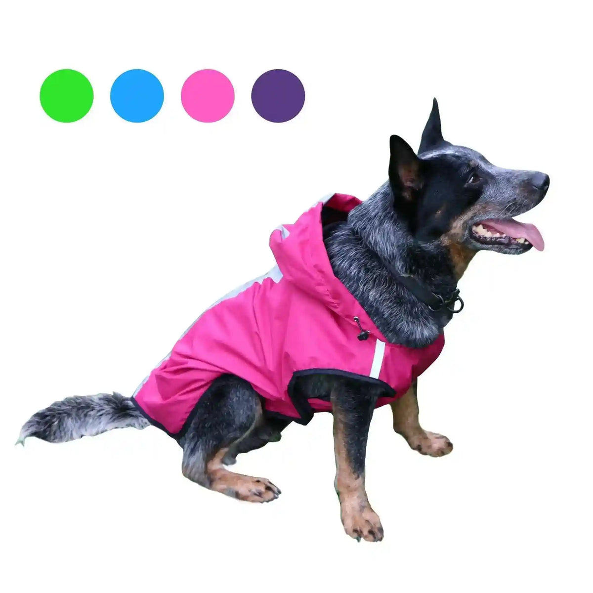Australian cattle dog wearing a pink waterproof hooded dog raincoat