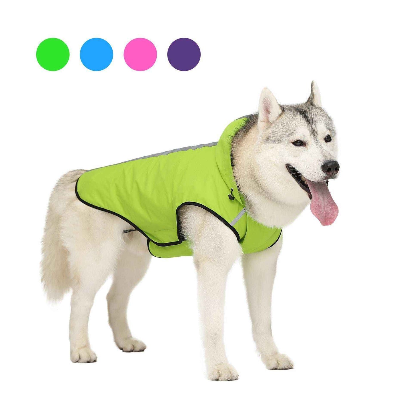 Husky dog wearing a lime green waterproof hooded dog coat against a white background