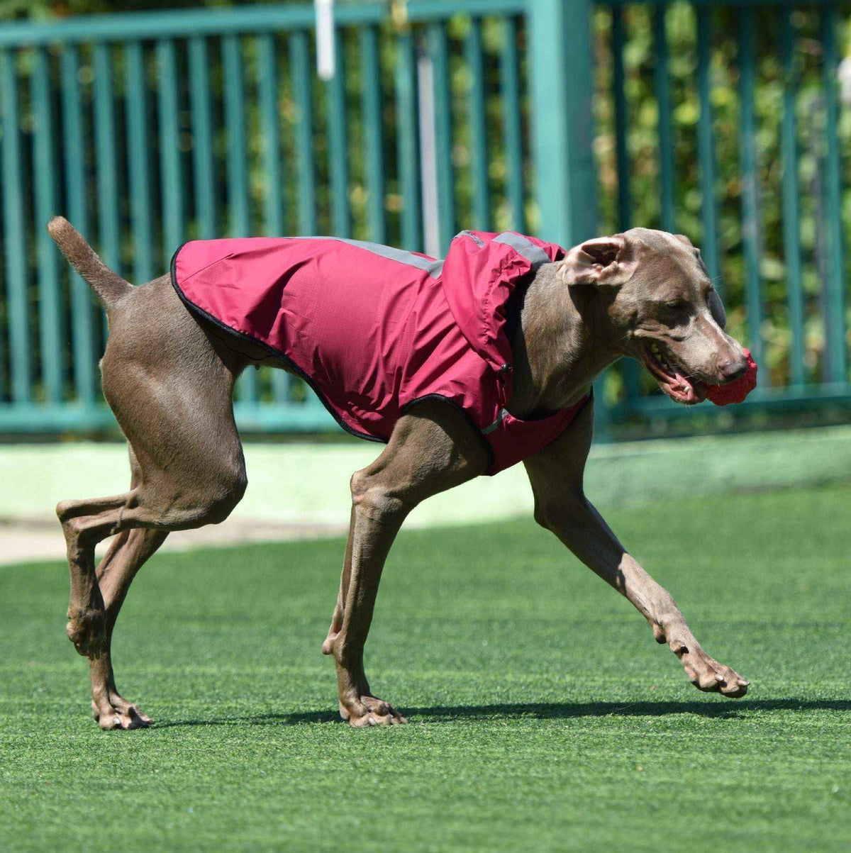 Dog wearing red waterproof hooded dog coat playing with red ball outdoors