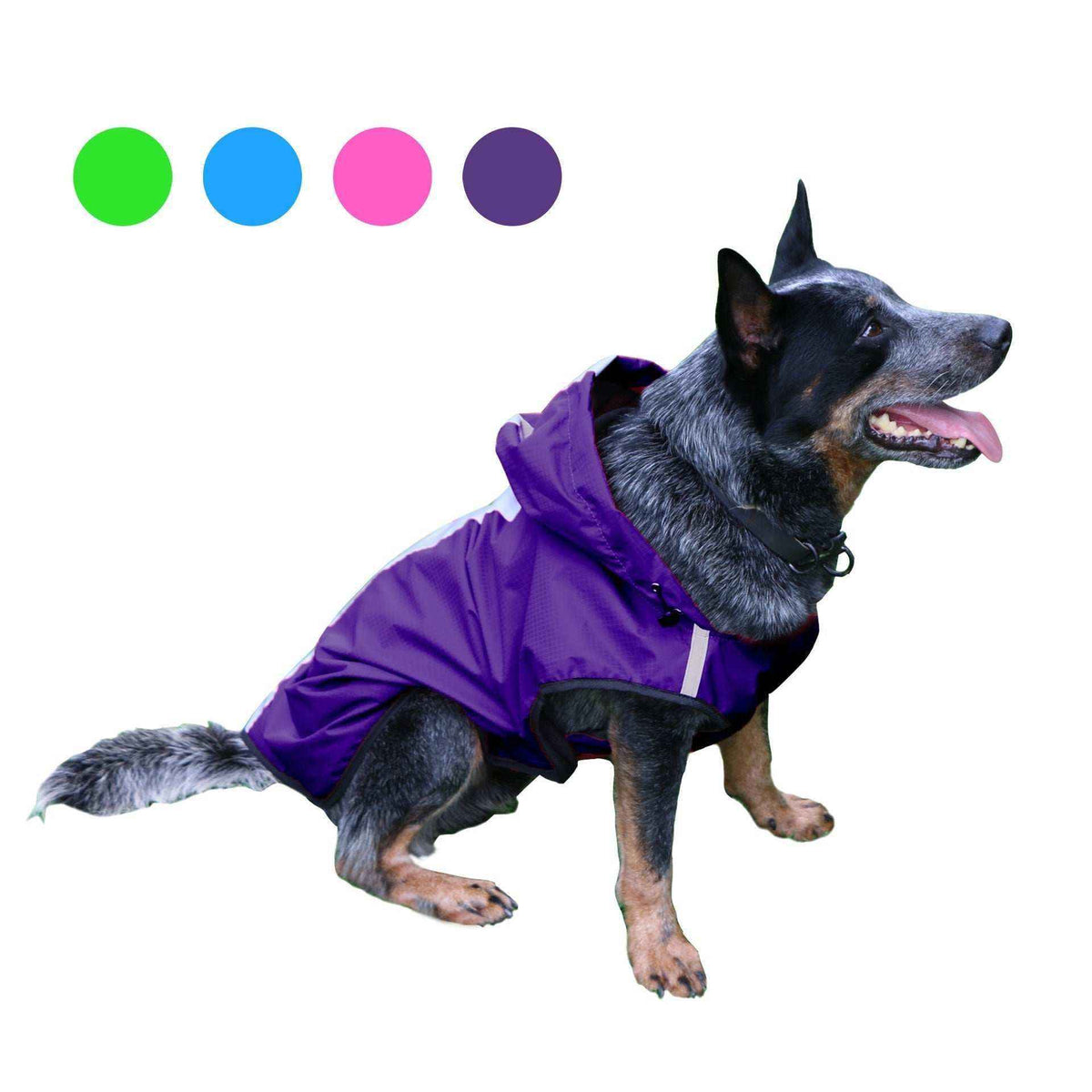 Australian Cattle Dog wearing a purple waterproof hooded dog raincoat with color options shown