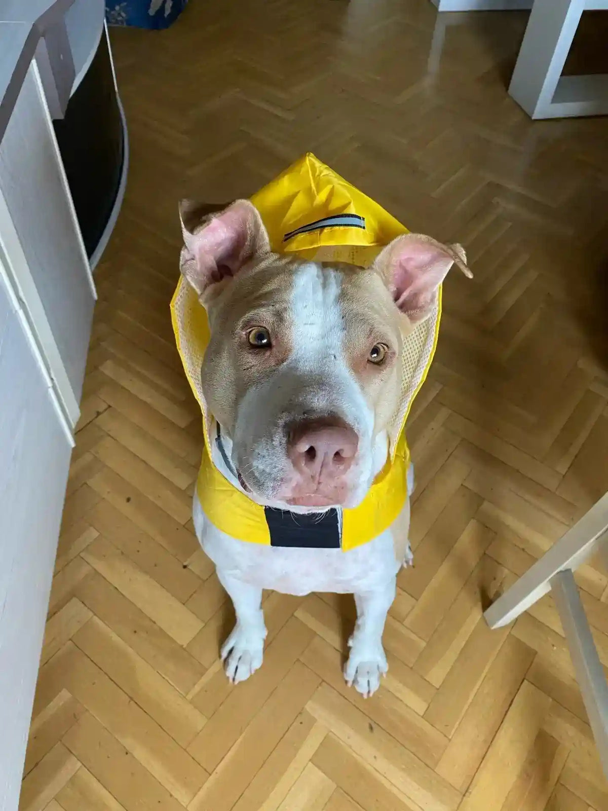 Light brown and white dog wearing a yellow waterproof hooded raincoat with a back pocket indoors