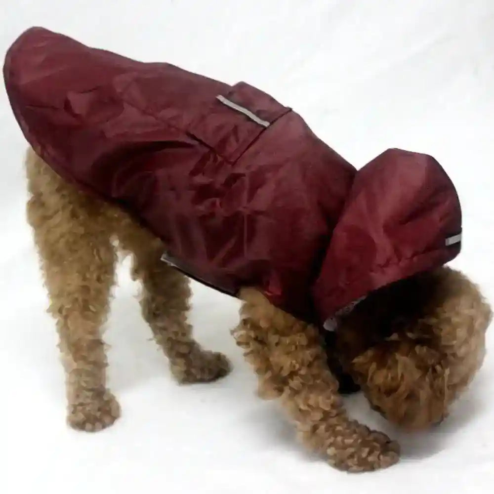 small curly dog wearing a maroon waterproof raincoat with hood and back pocket