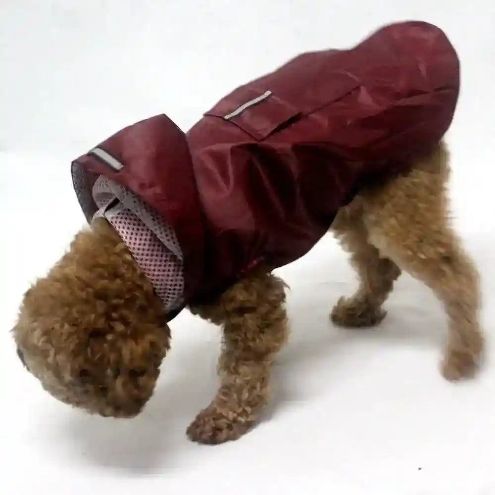 Small curly dog wearing a lightweight maroon raincoat with hood and back pocket on white background