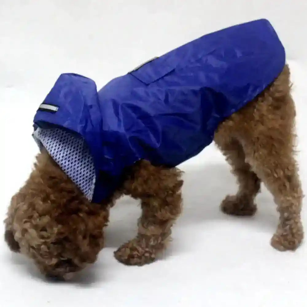 Small brown curly dog wearing a blue lightweight raincoat with hood and back pocket