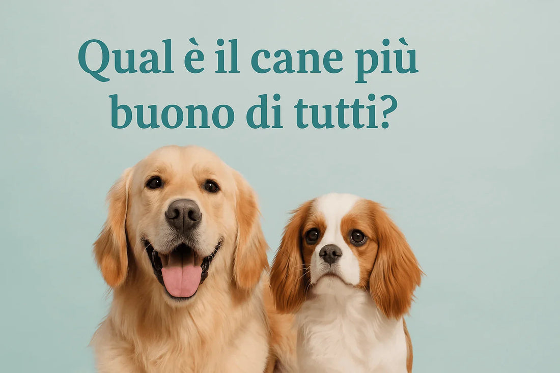 Two dogs, a happy golden retriever and a serious Cavalier King Charles spaniel, with Italian text