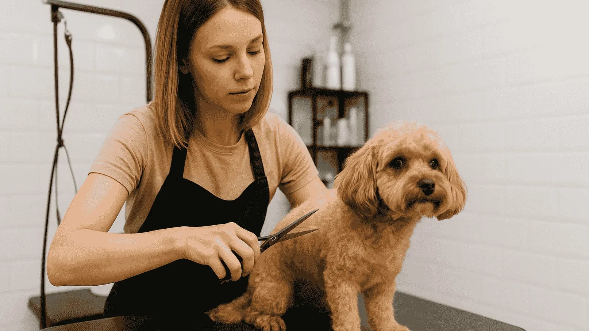 Woman grooming a small fluffy dog with scissors in a bright home grooming space