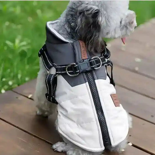 Cane di piccola taglia con cappottino invernale imbottito con pettorina