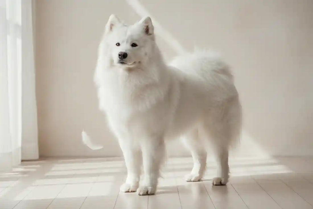 Shampoo Manti Bianchi per Cani: Guida Completa 2026