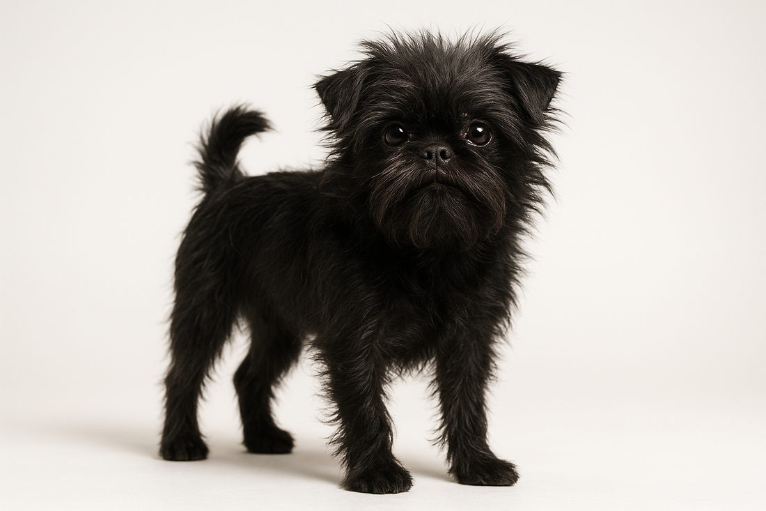 Perché l'Affenpinscher è il Cane che Cattura Tutti i Cuori