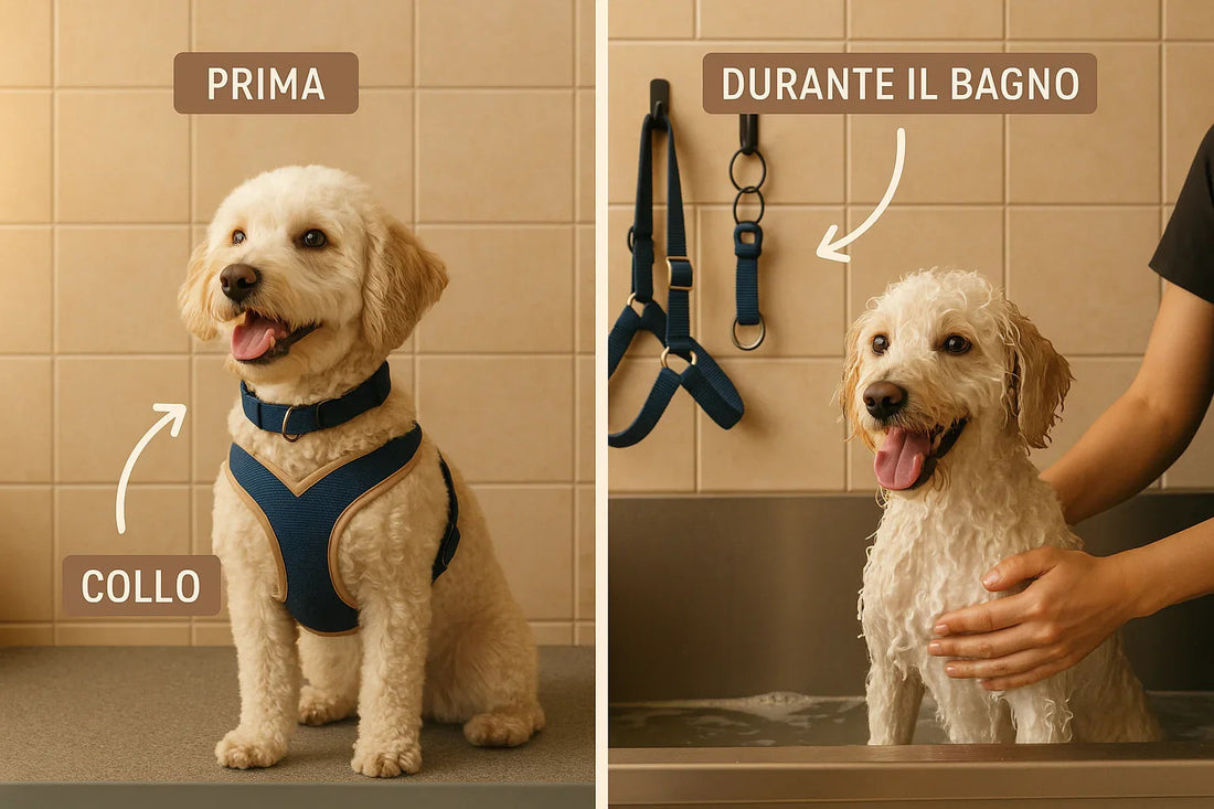 Side-by-side images of a cream-colored dog with blue collar and harness before and during bath in tiled room