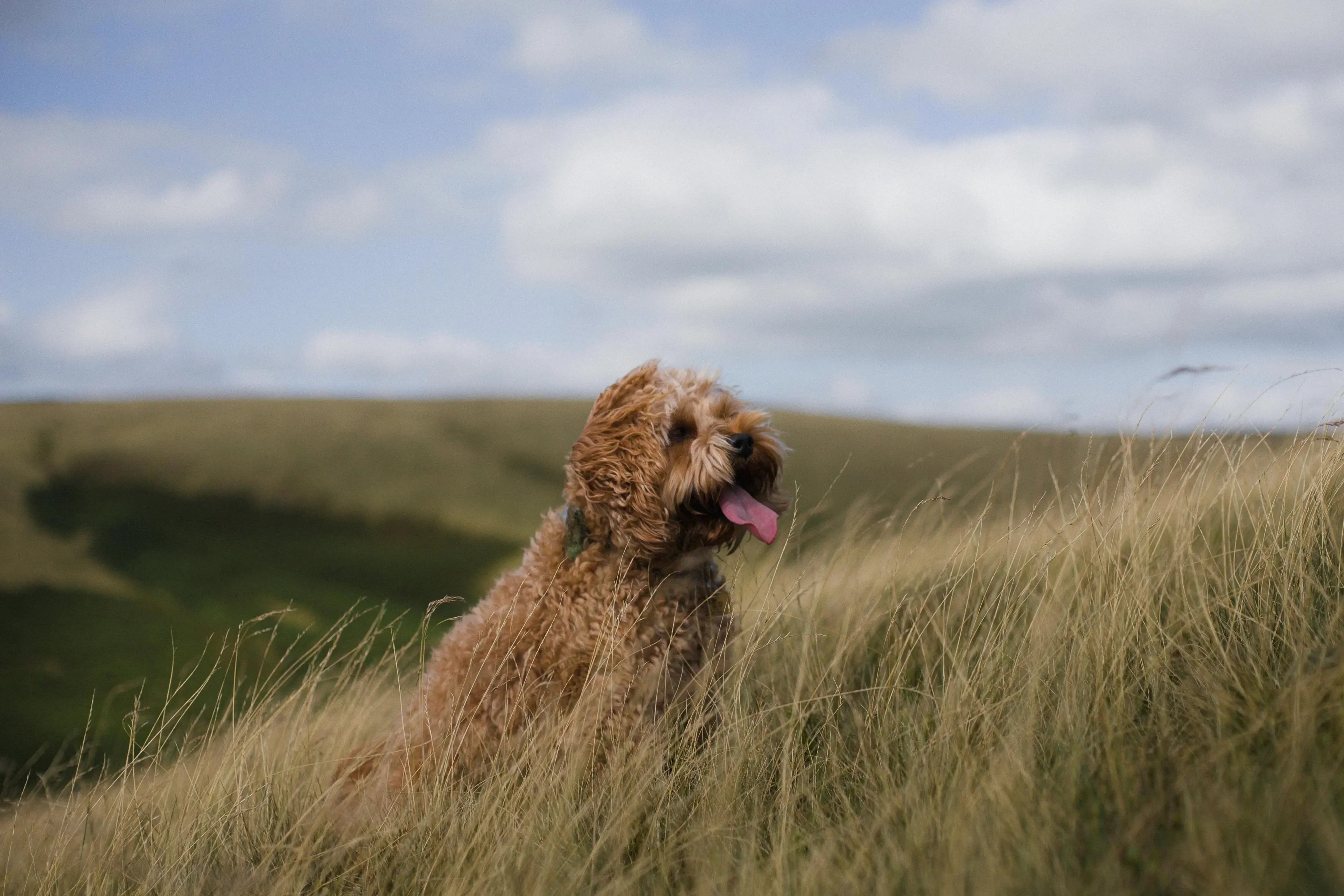 Curly brown dog sitting in tall grass on a hill under a partly cloudy sky