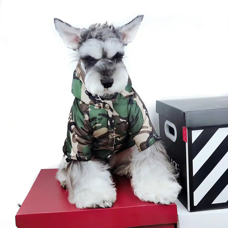 Schnauzer con impermeabile mimetico
