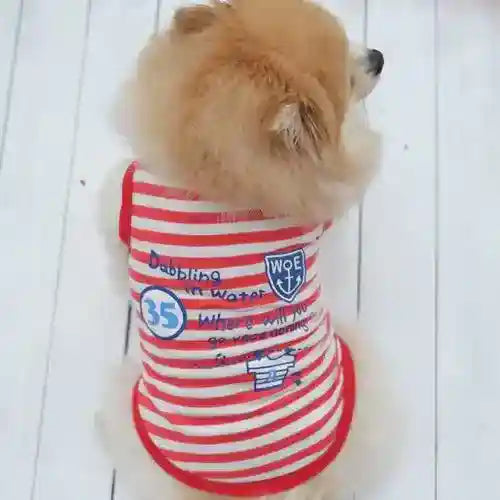 Pomerania con maglietta a righe