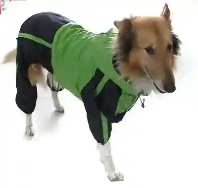 Cane di taglia grande con impermeabile verde