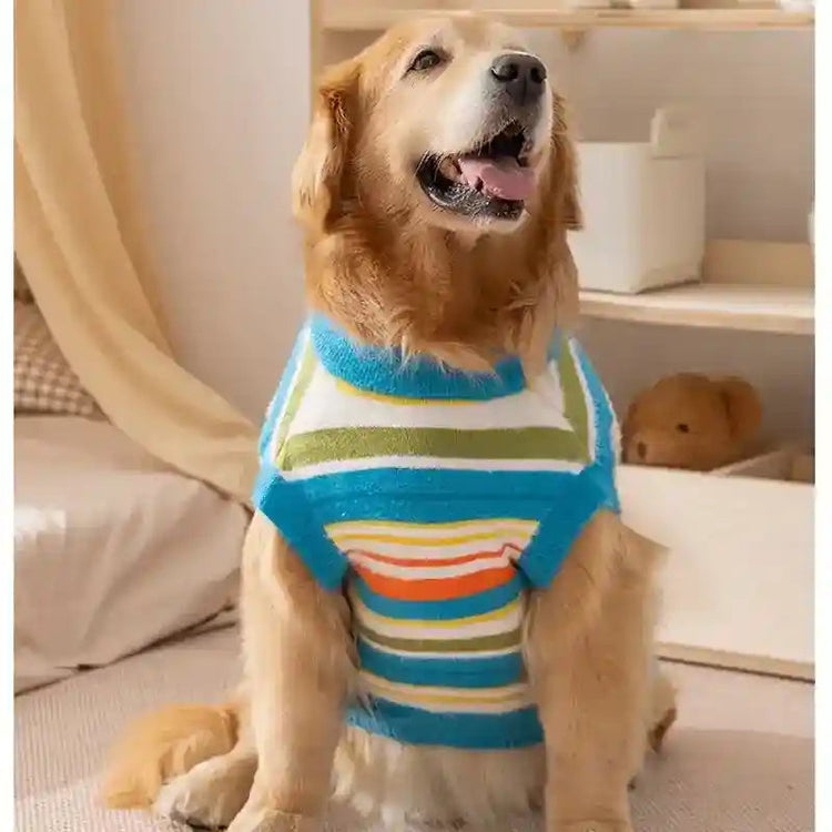 Golden Retriever con maglione a righe colorate