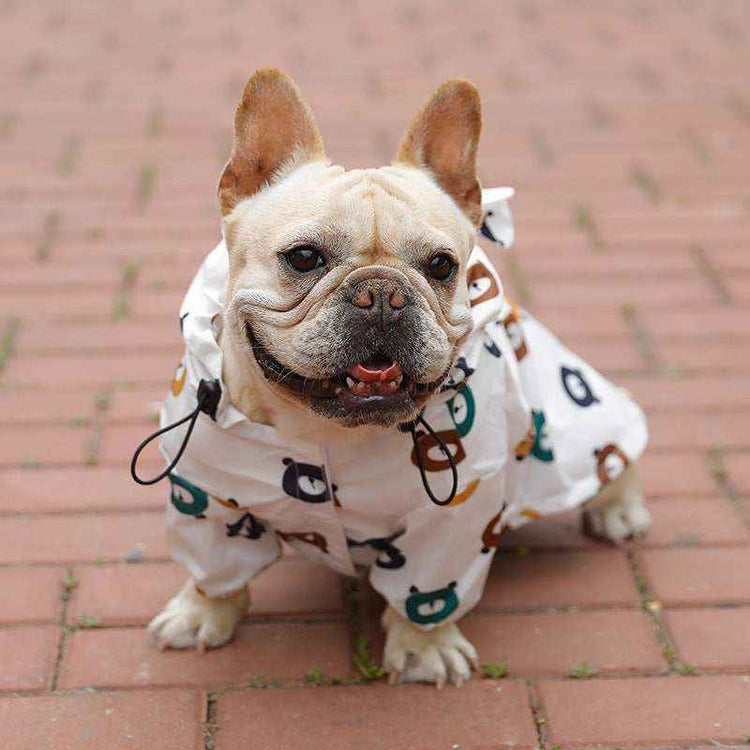 Bulldog francese con impermeabile