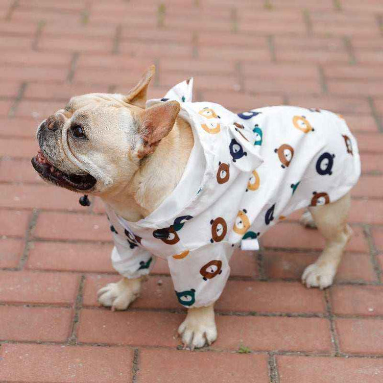 Bulldog francese con impermeabile