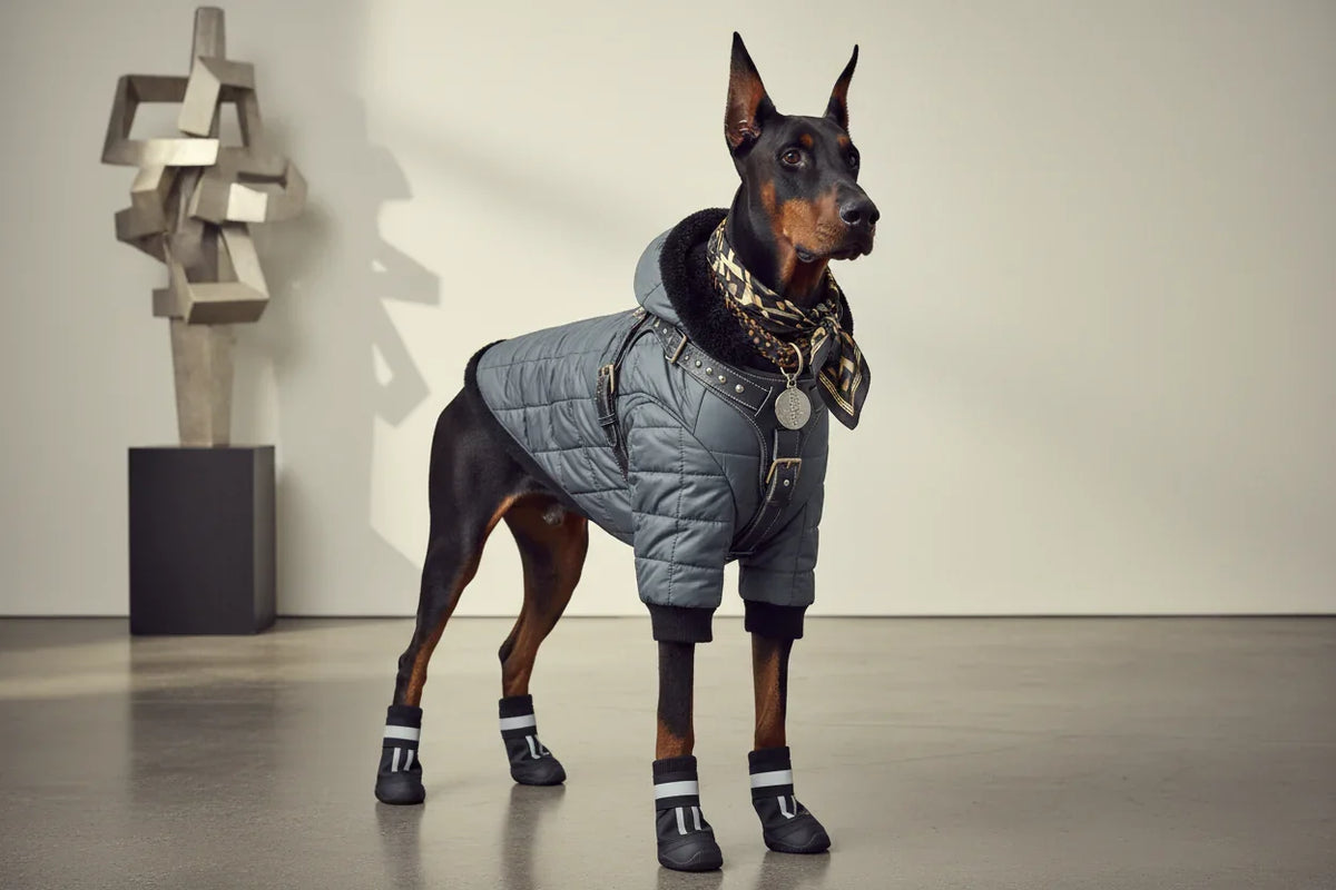 Doberman wearing a gray quilted dog jacket, patterned scarf, and black dog boots indoors