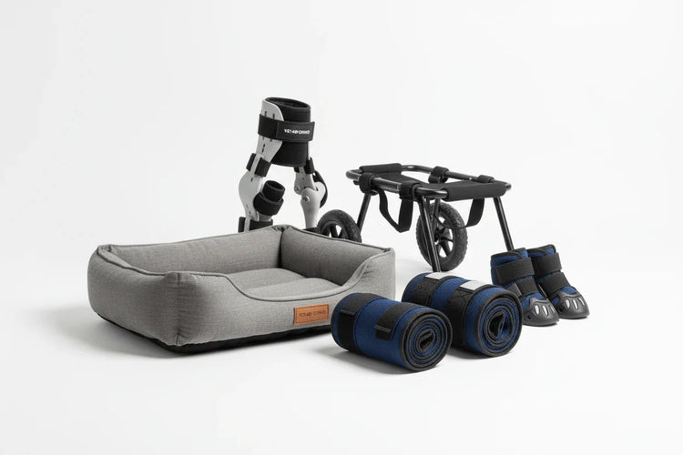 Gray orthopedic dog bed with blue leg braces, wheelchair, and protective paw boots for pet mobility support