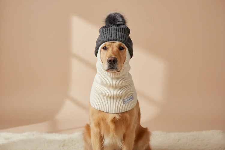 Golden retriever dog wearing a gray knitted hat with pompom and a white ribbed dog balaclava