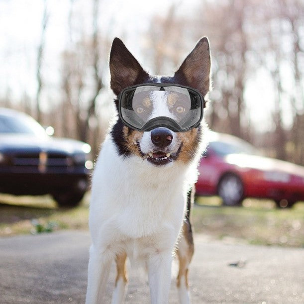 Occhiali Protettivi per Cani "Pet Glasses" - Sicurezza e Comfort in Ogni Condizione