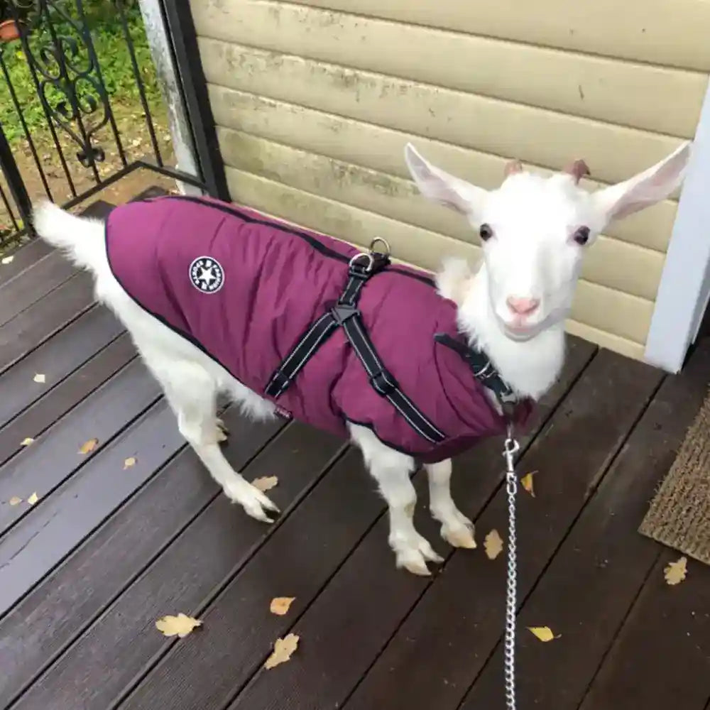 Cappotto Invernale per Cani Hall Star | Imbottito e Impermeabile by Dog Moda