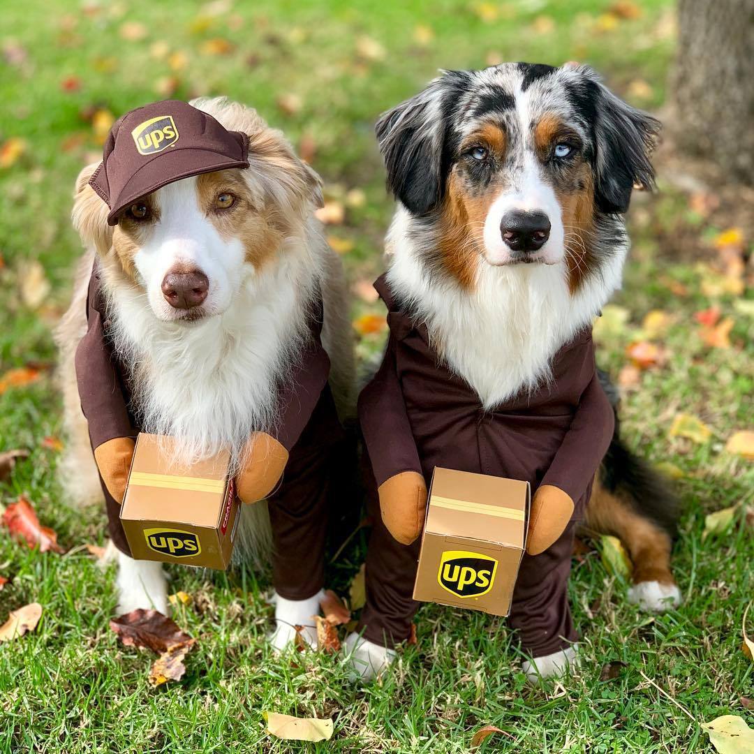 Costume per Cani "Corriere UPS" - Divertente, Comodo e Perfetto per Ogni Occasione!