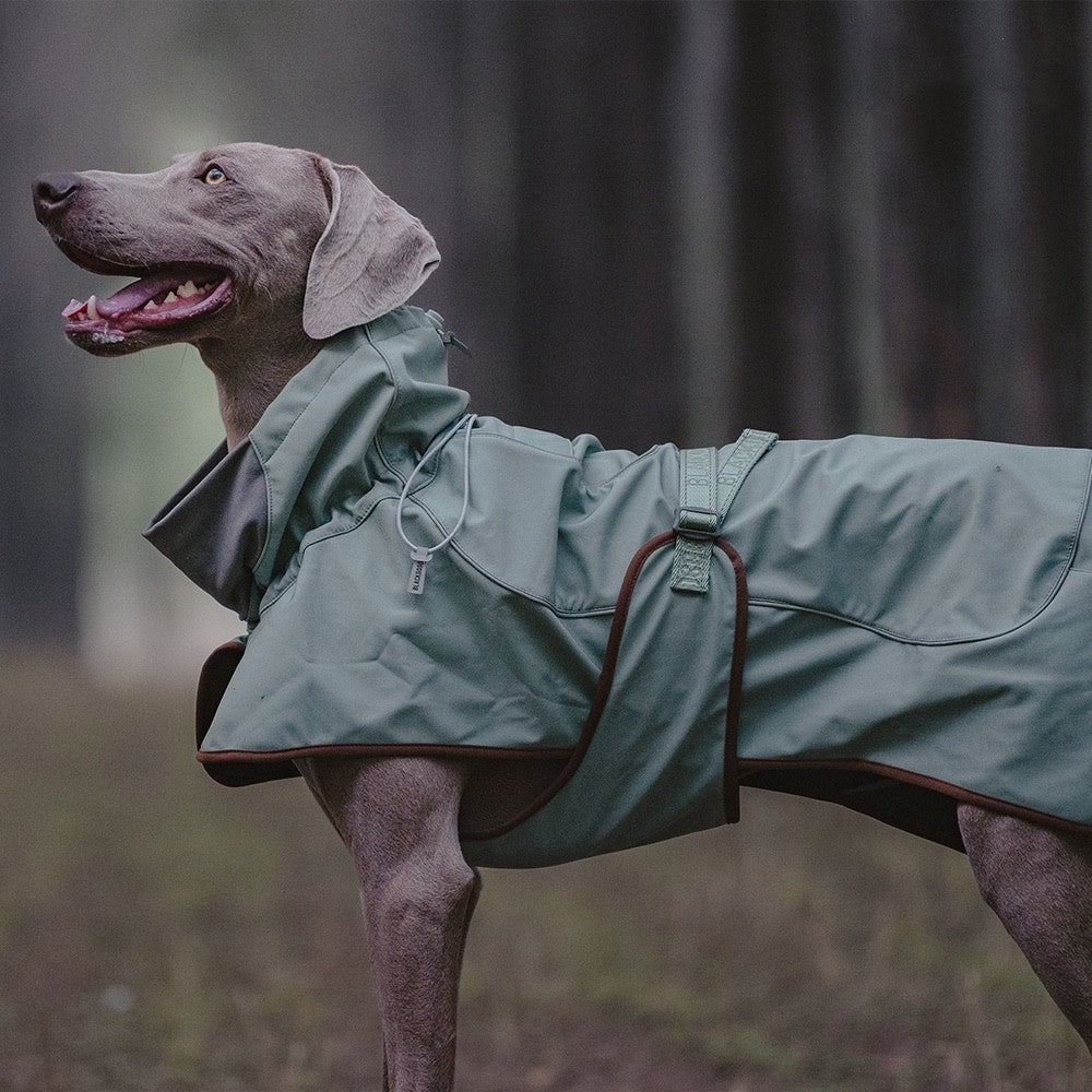 BlackDog "Shell" Raincoat for Dogs: Lightweight and Technological Protection