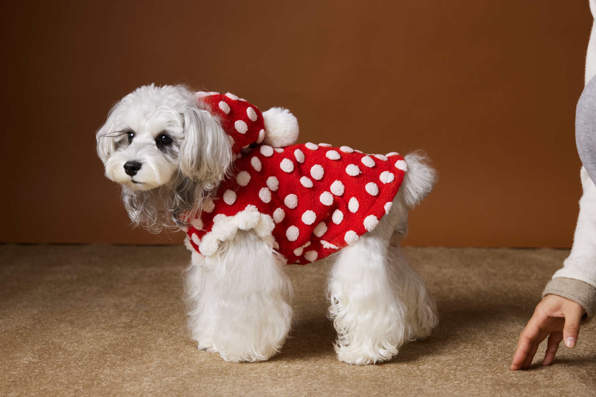 Red Polka Dot Dog Coat "Towney Bear" | DogModa