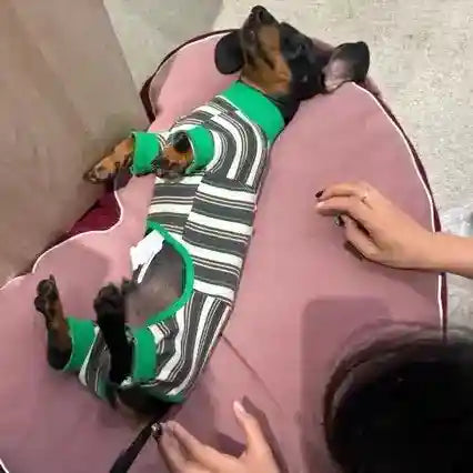 Mono para perro salchicha a rayas - 4 patas con cordón ajustable