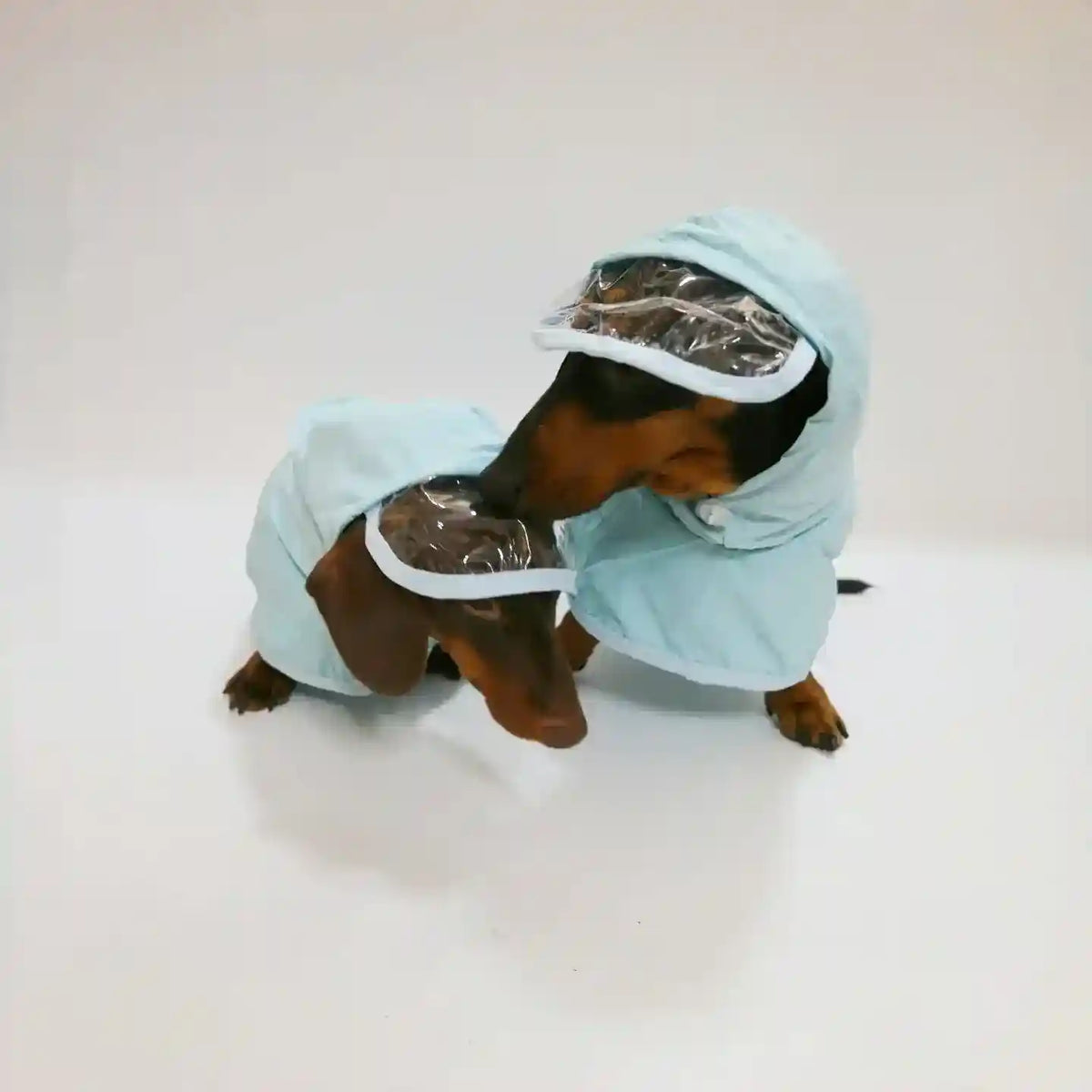 Impermeabile per bassotto Yumi con cappuccio e visiera trasparente by Dog Moda