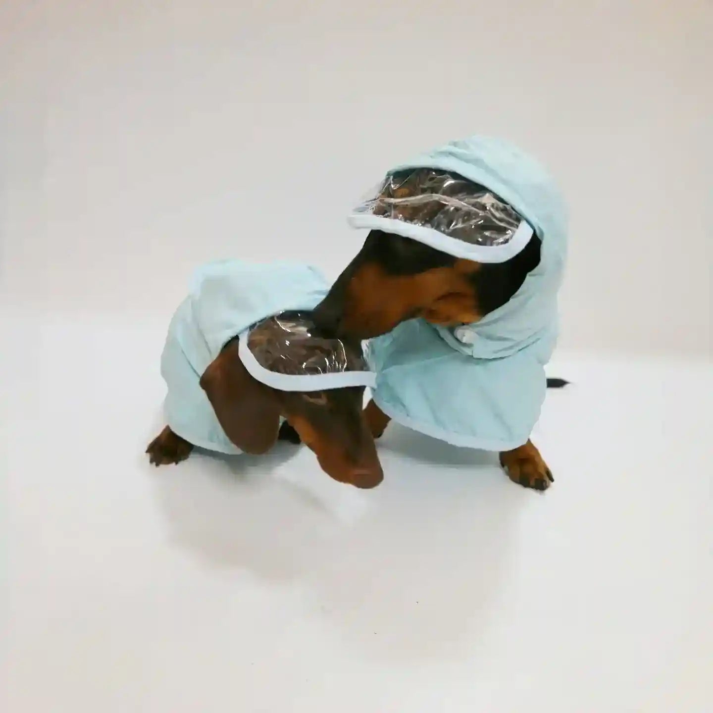 Impermeabile per bassotto Yumi con cappuccio e visiera trasparente by Dog Moda
