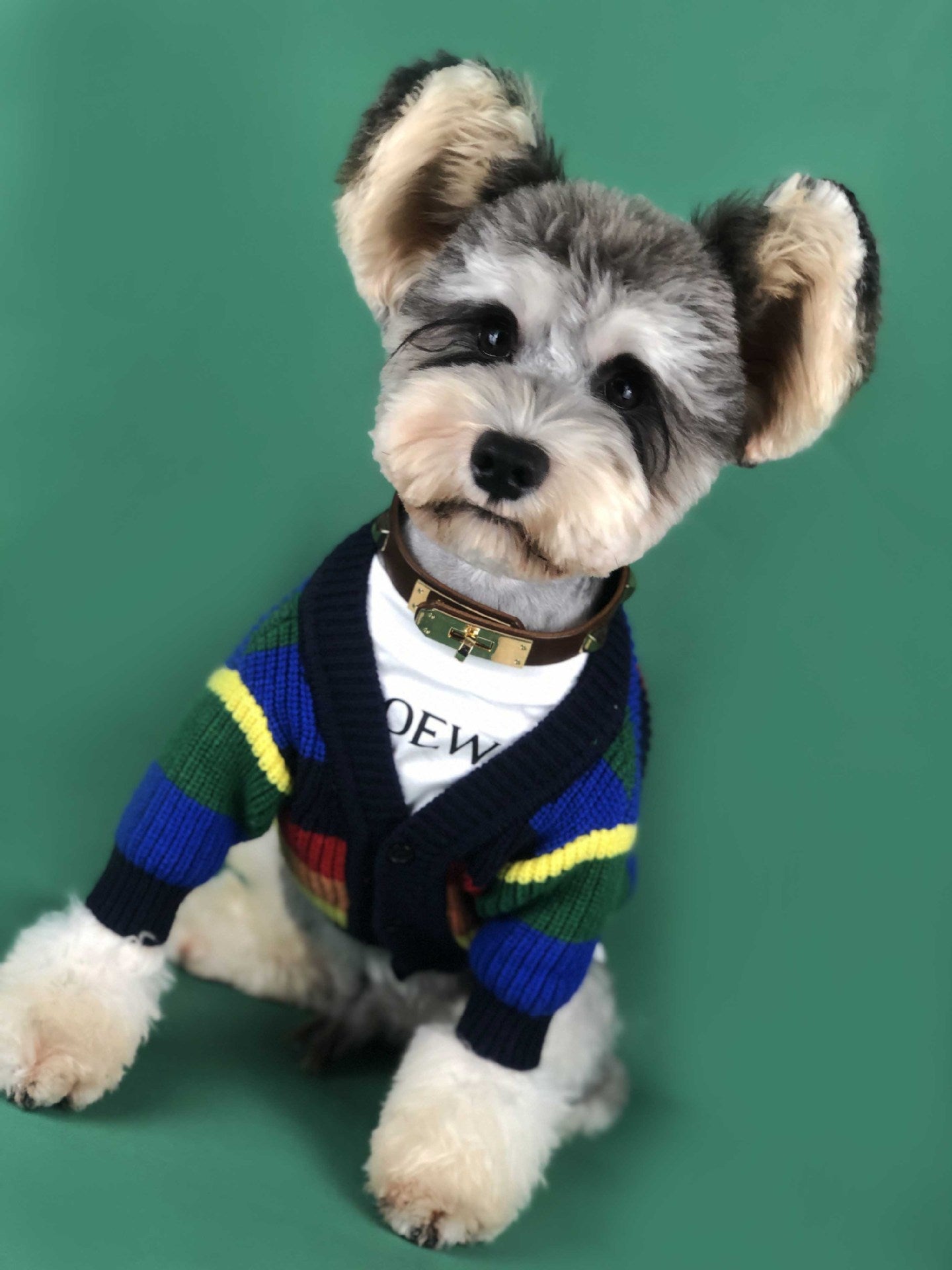 Maglione per Cani "Arcobaleno" – Morbido, Colorato e Super Trendy