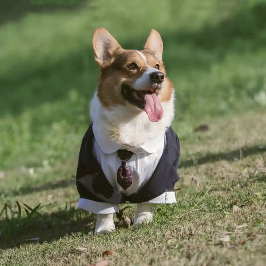 Vestito Elegante Cane Tuxedo Smoking - Giacca Cravatta by Dog Moda