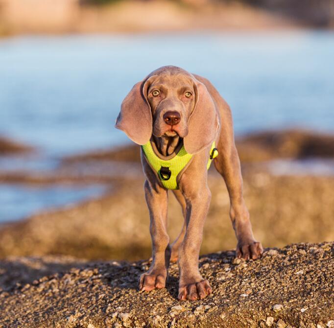 Pettorina Imbottita per Cani "Comfort Safe" - Dog Moda